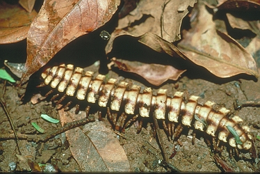 Rainforest-Millipede-2821