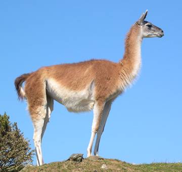 The guanaco. ( I know this is embarrassing, but I can't tell the vicuña and guanaco apart! Only why I knew how to tell them apart is because of the captions from the Internet)