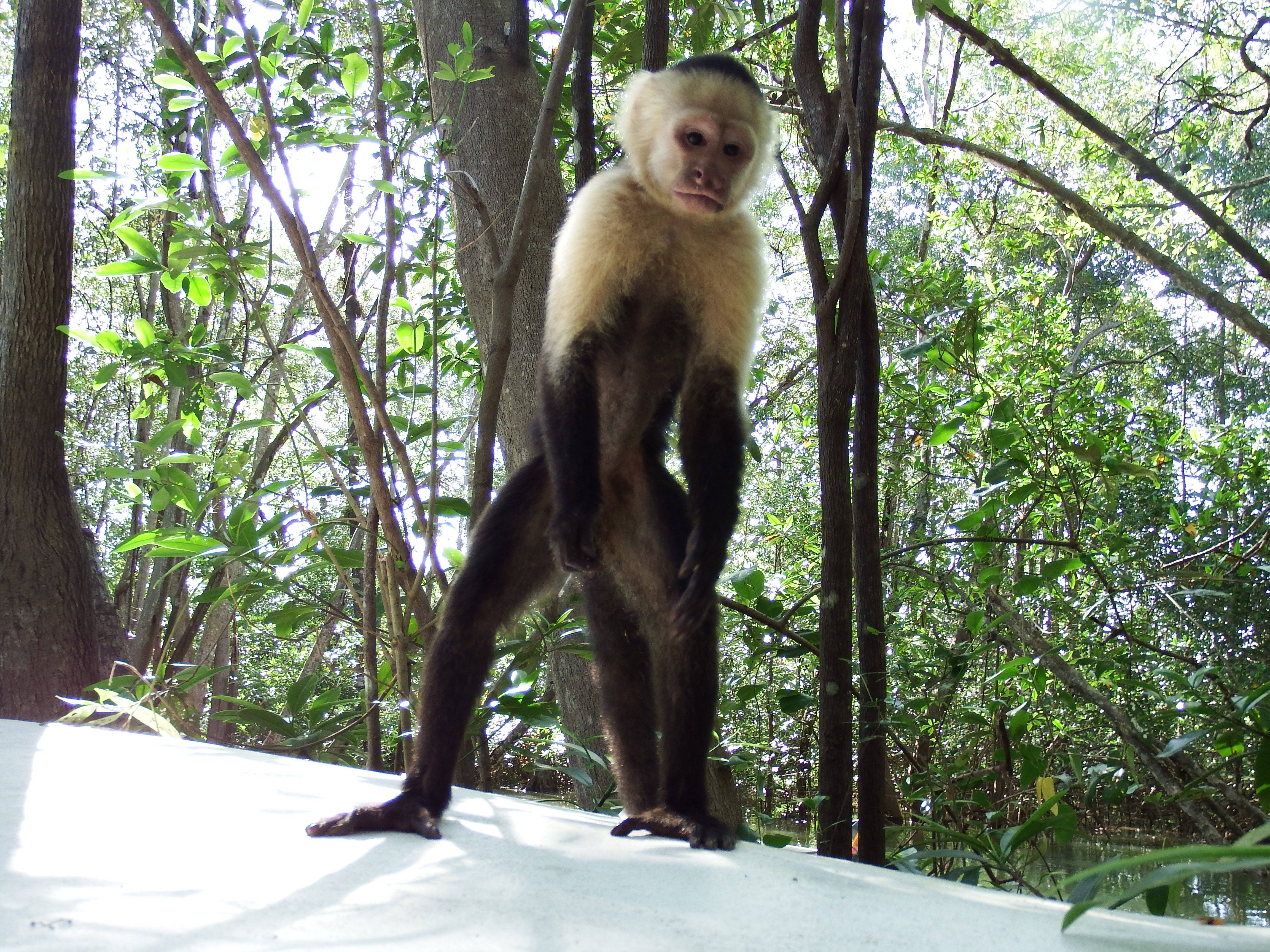 Monkeys everywhere!