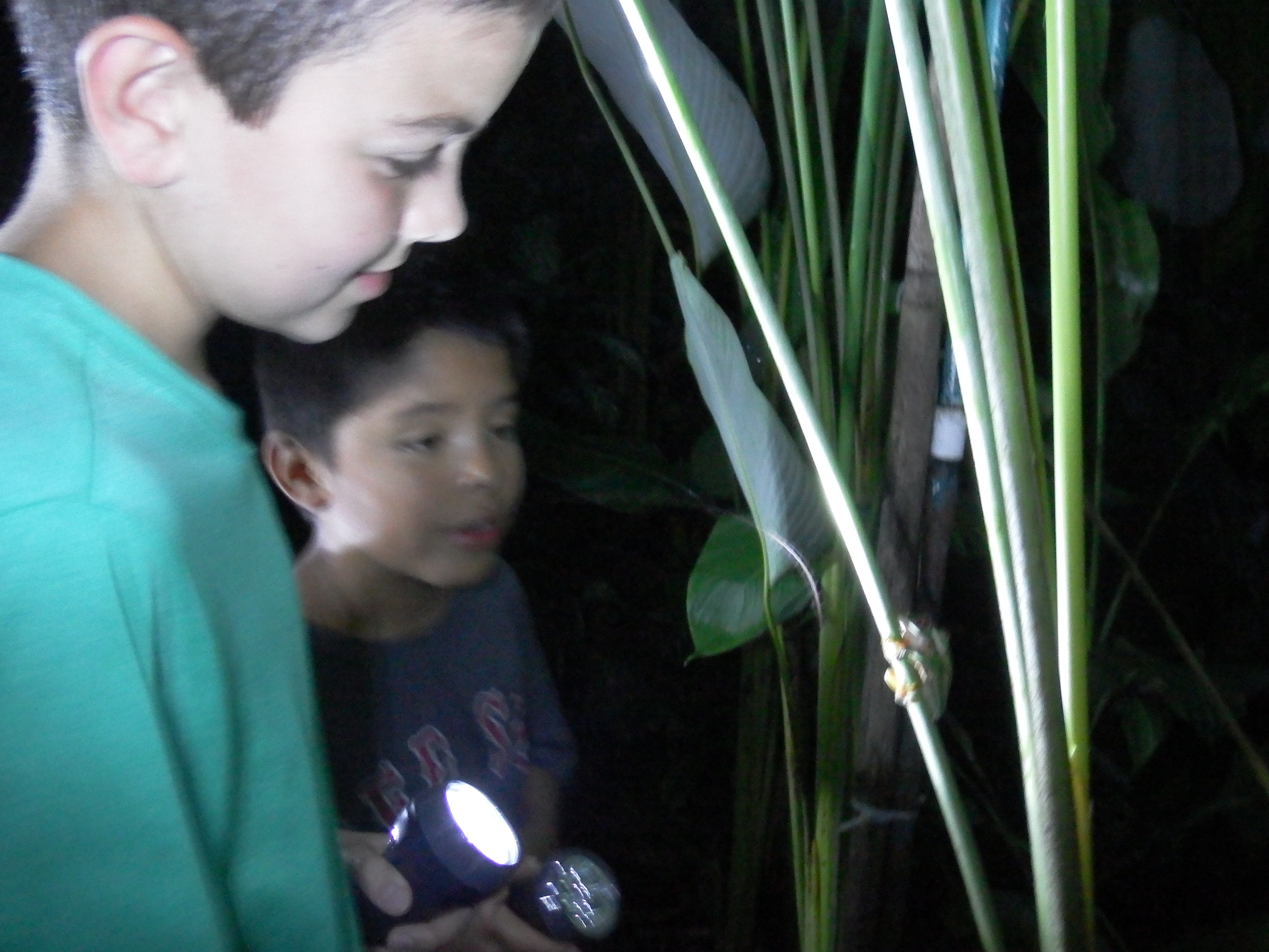 Checking out another tree frog.