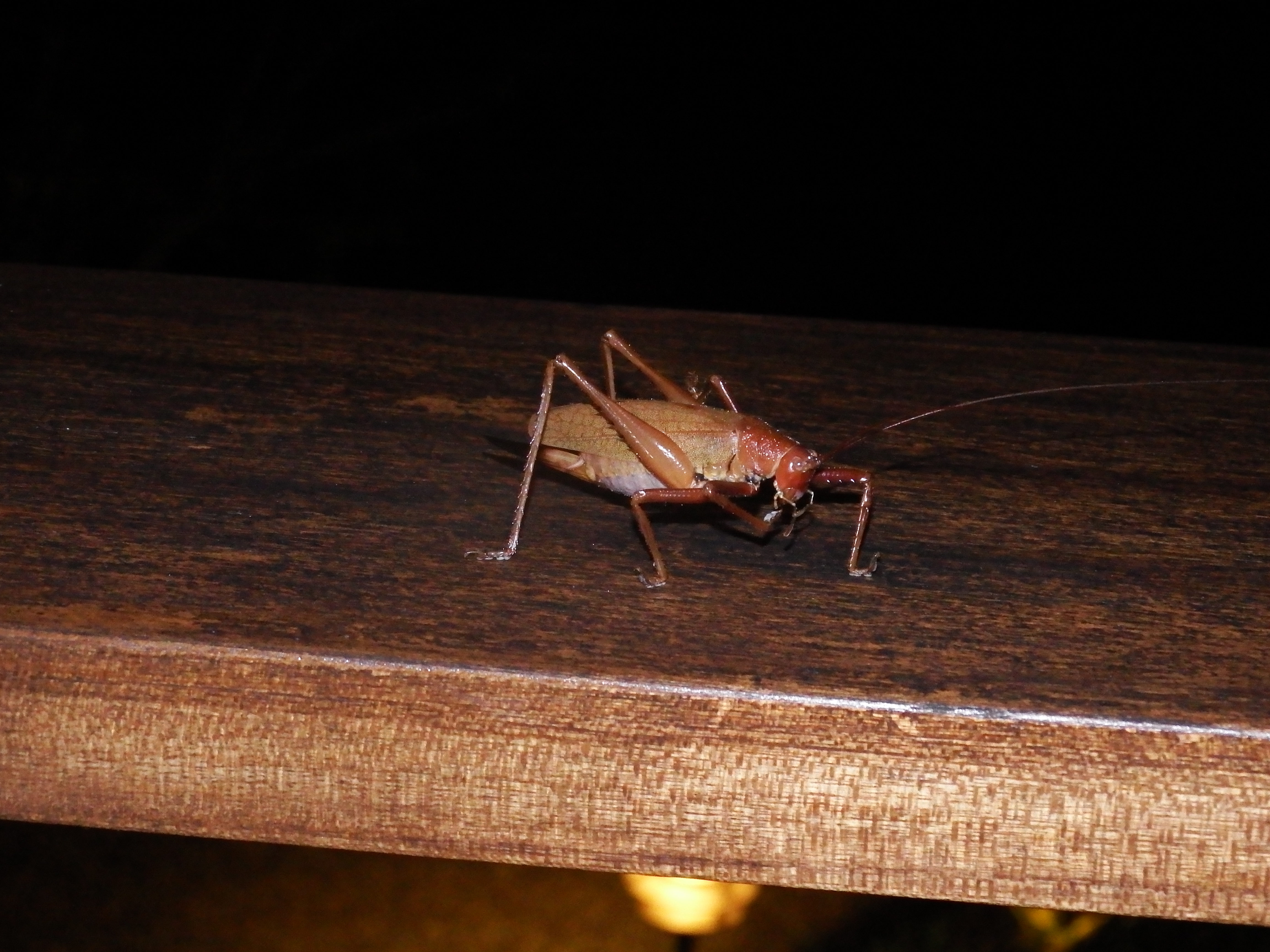A screened door would have been nice (to help keep these guys outside the room!)