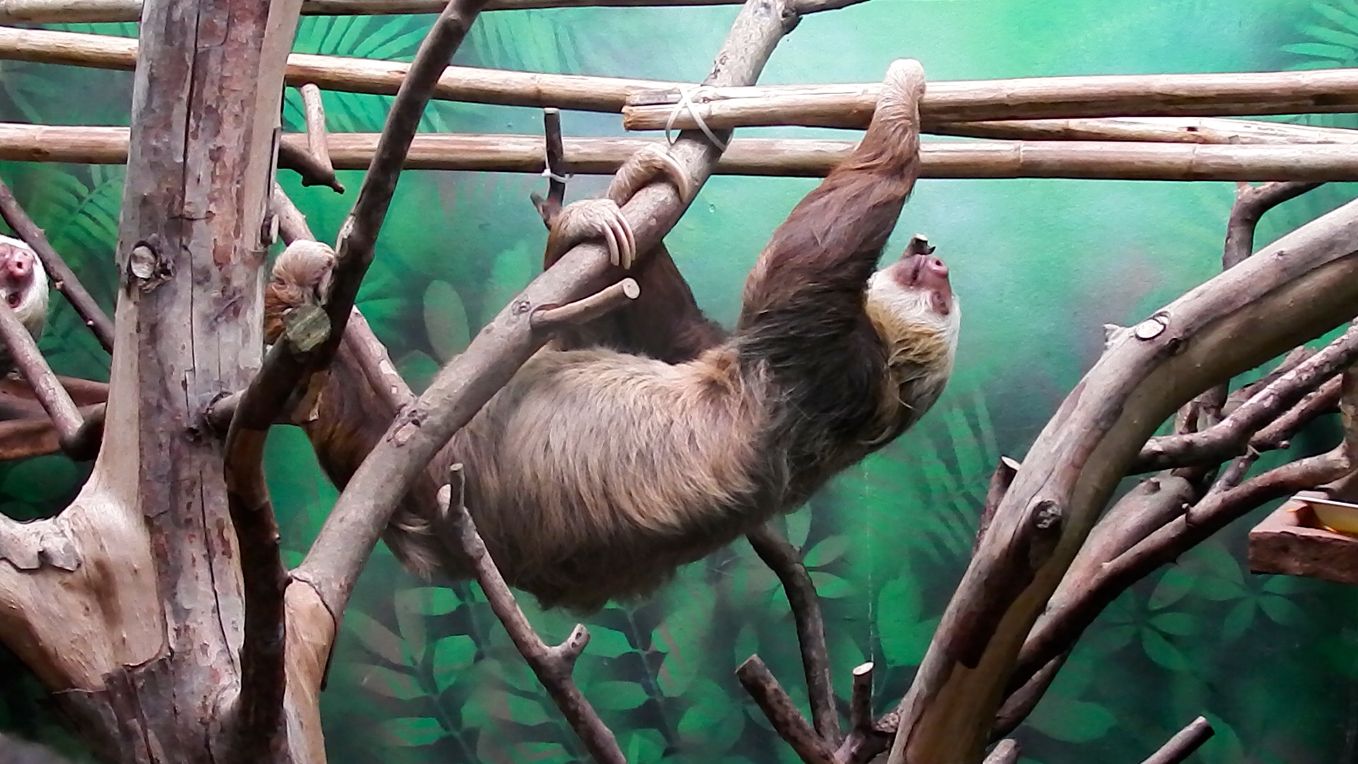 Another crazy sloth.