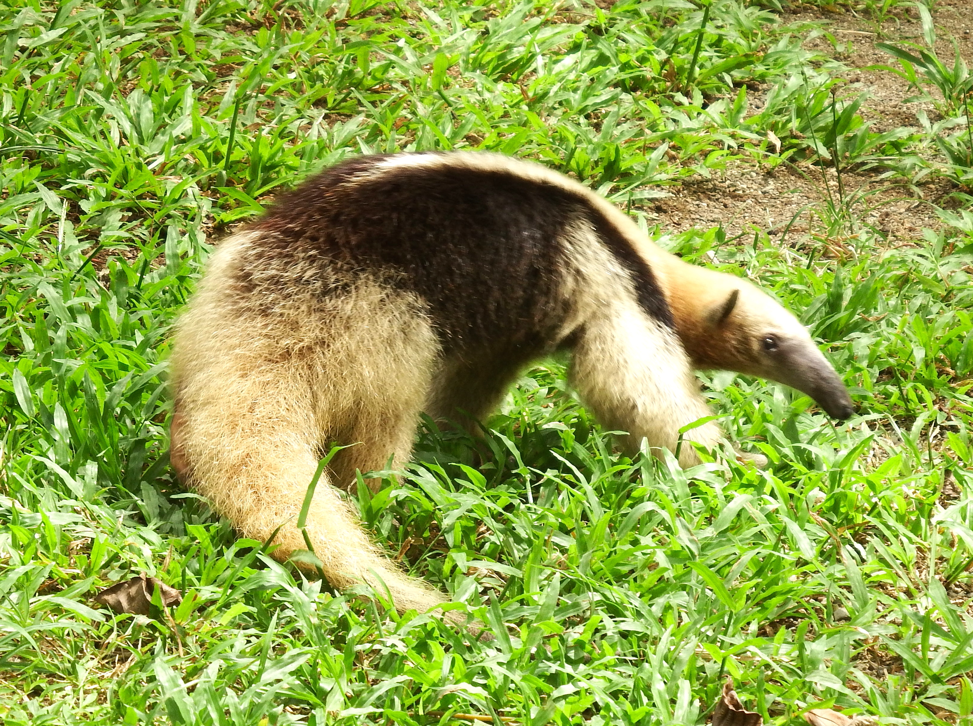 A wounded anteater from the sanctuary