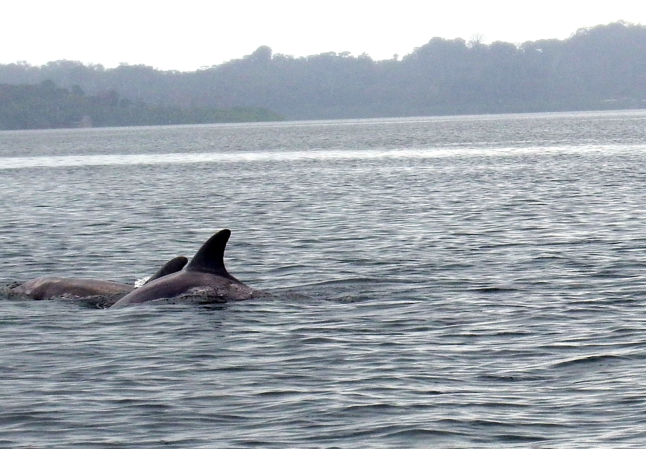 Dolphins!