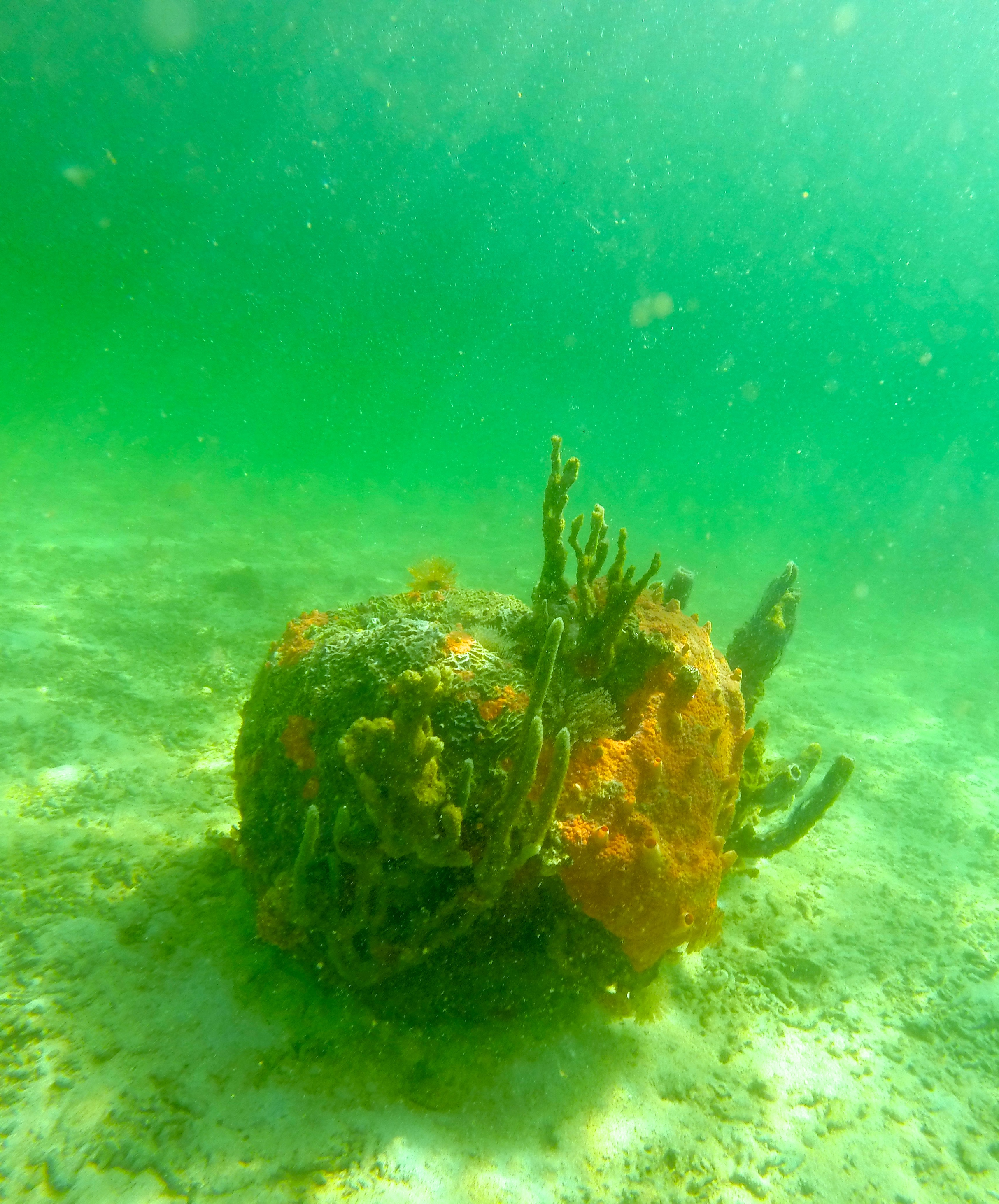 Coral near the hotel.