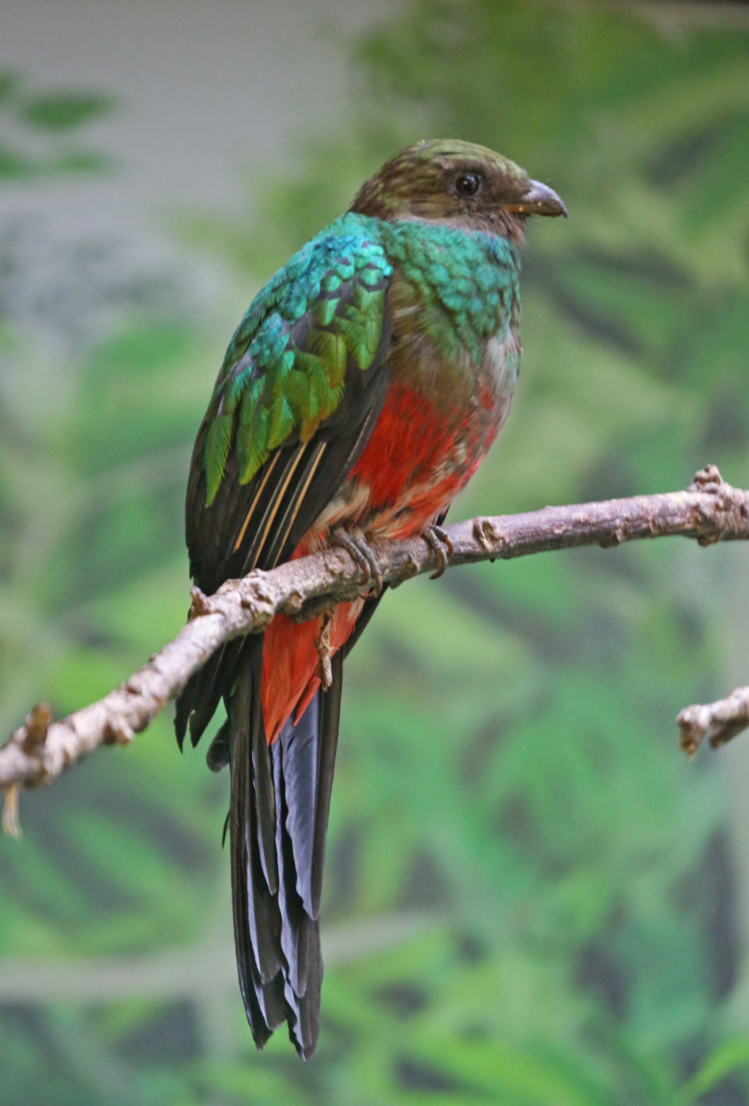 This is a female like the one we saw but you can actually SEE the bird in THIS picture (unlike ours).