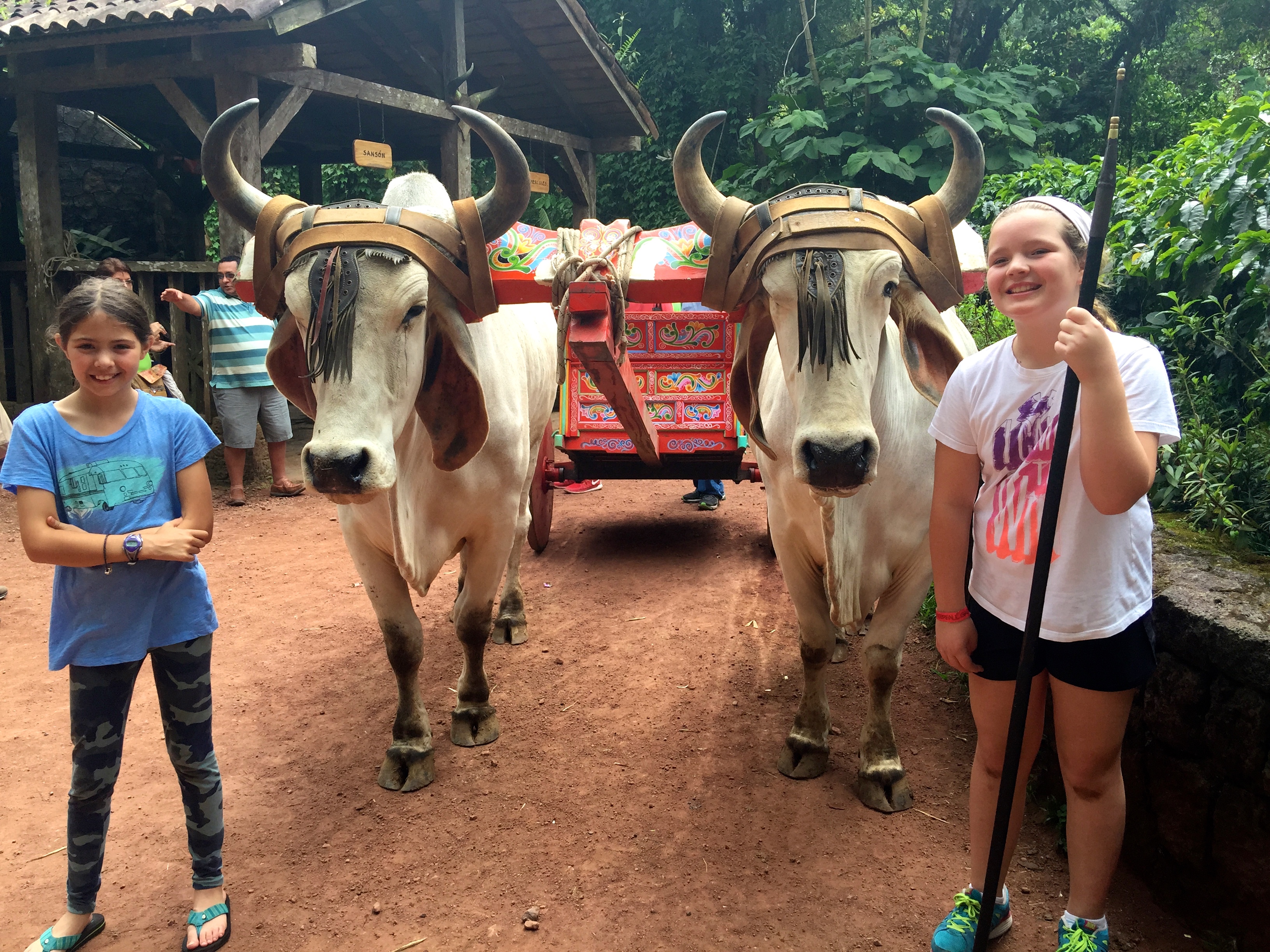 on the ox cart