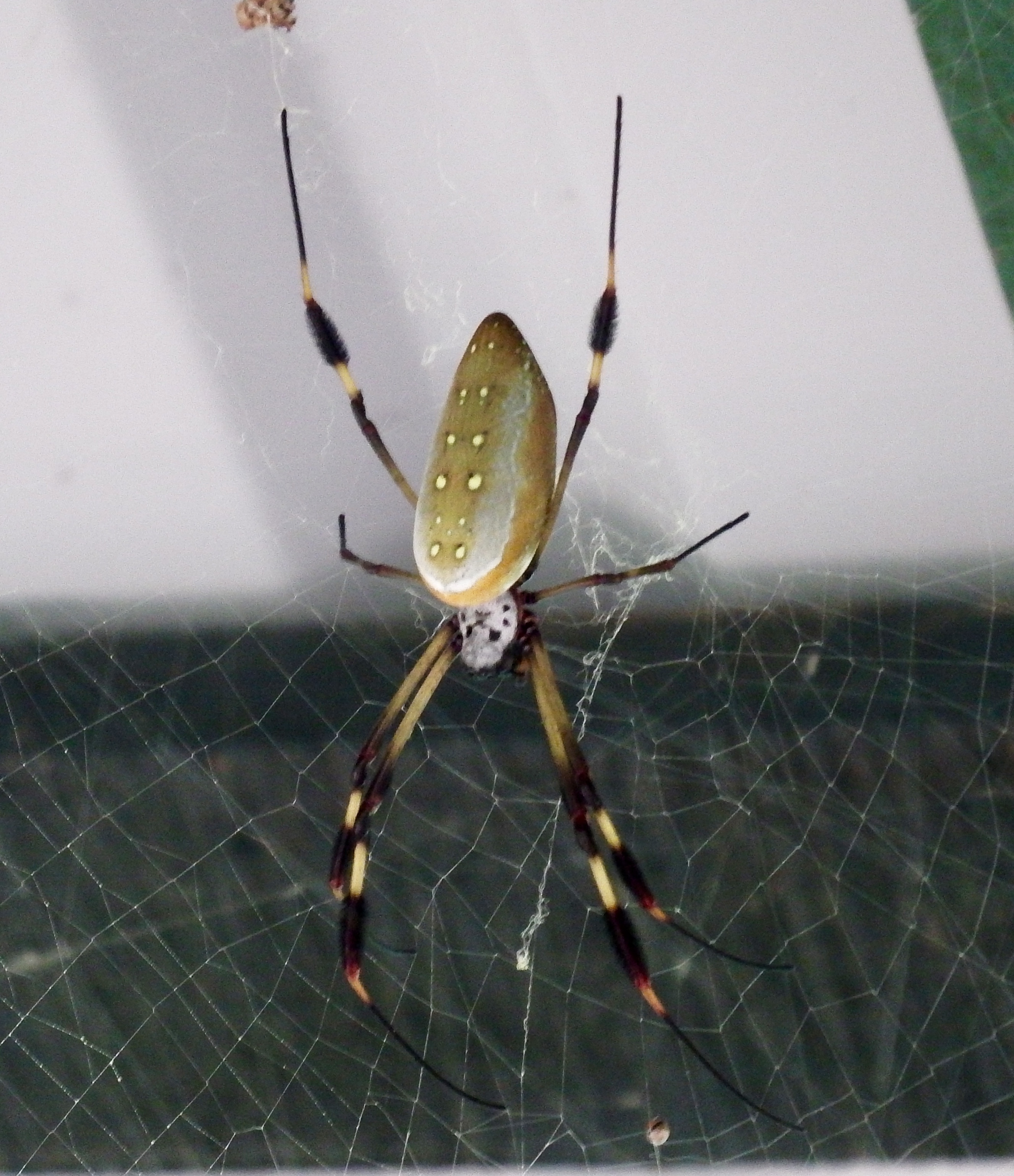 Ahhh...the spiders...built in bug control!