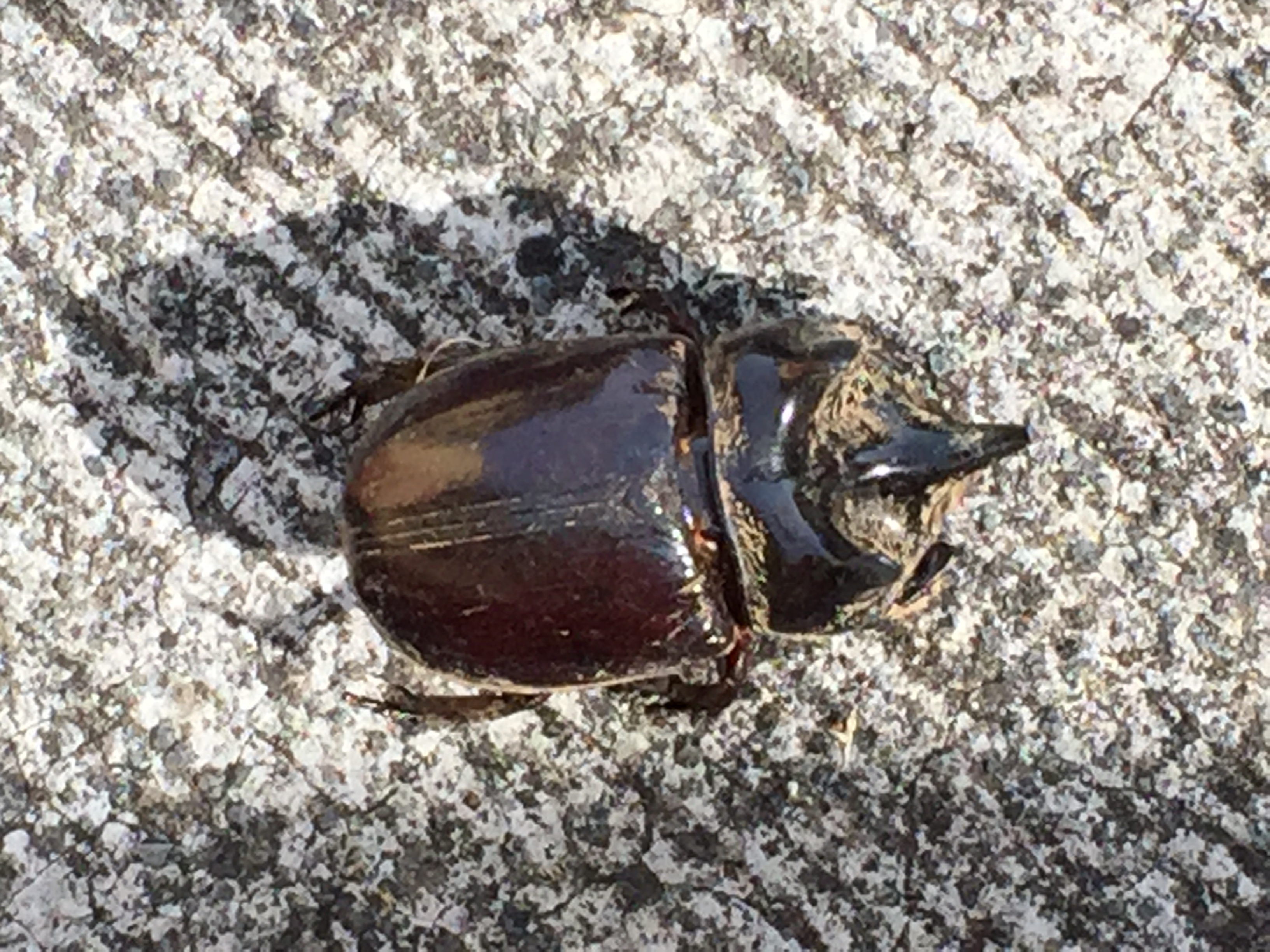 Big...armored...but not that scary (even when alive...and this one was dead).