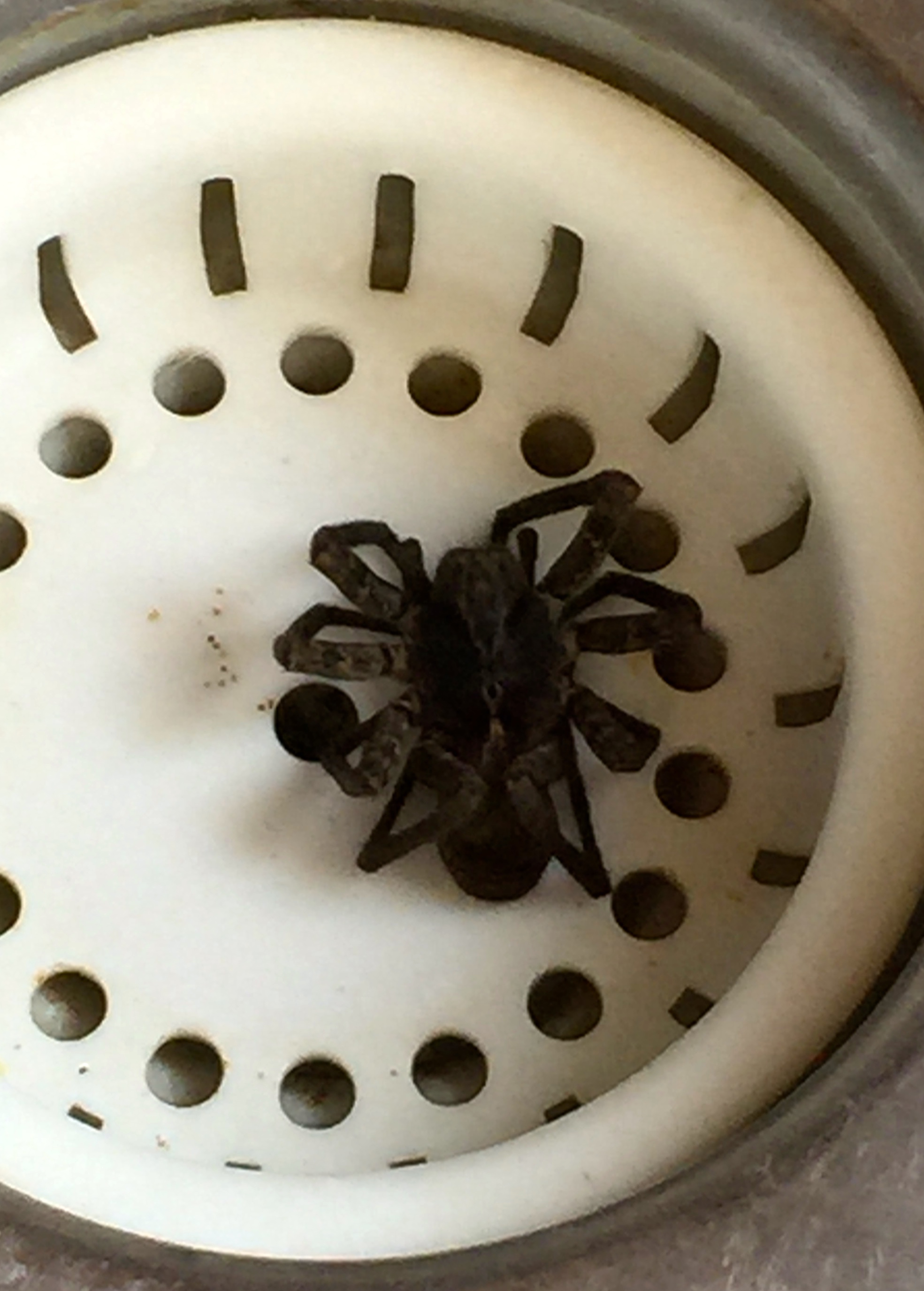 Sorry all you guests.  We DID find this guy in the sink in the guest house.  But look at how sad he looks (probably because he's dead).  They really are misunderstood.
