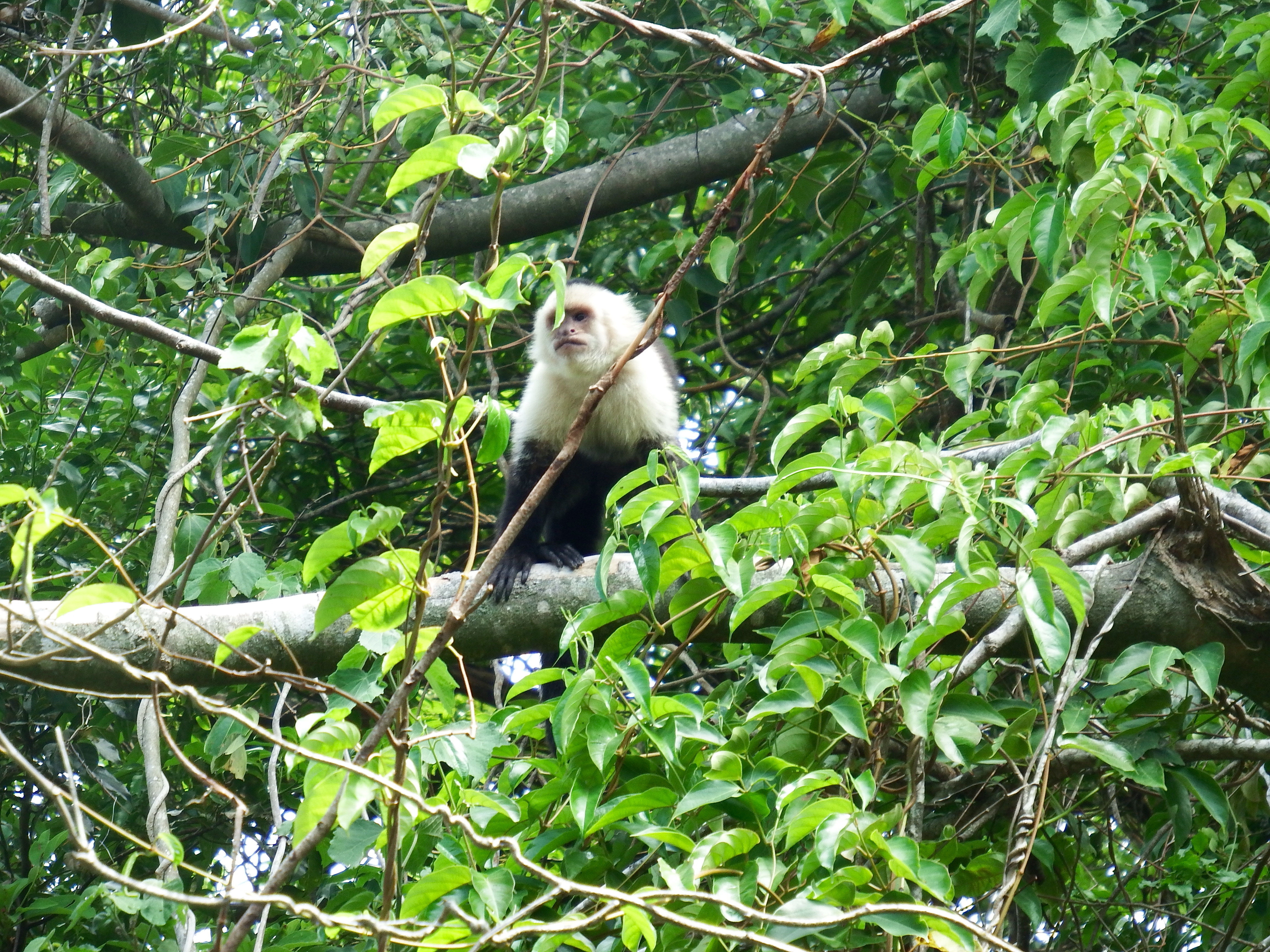 Monkeys...