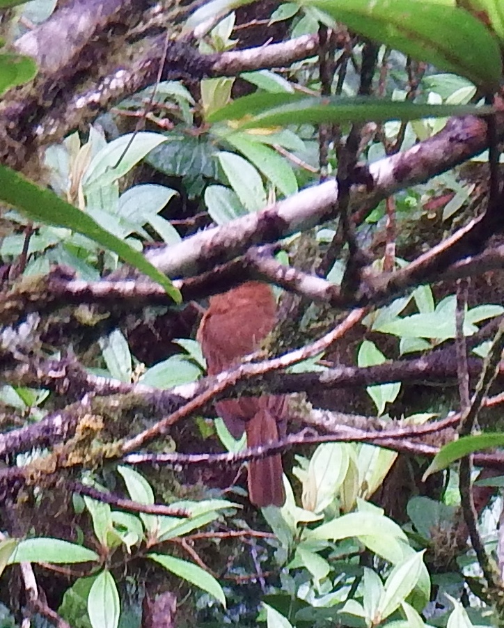 Mystery bird...