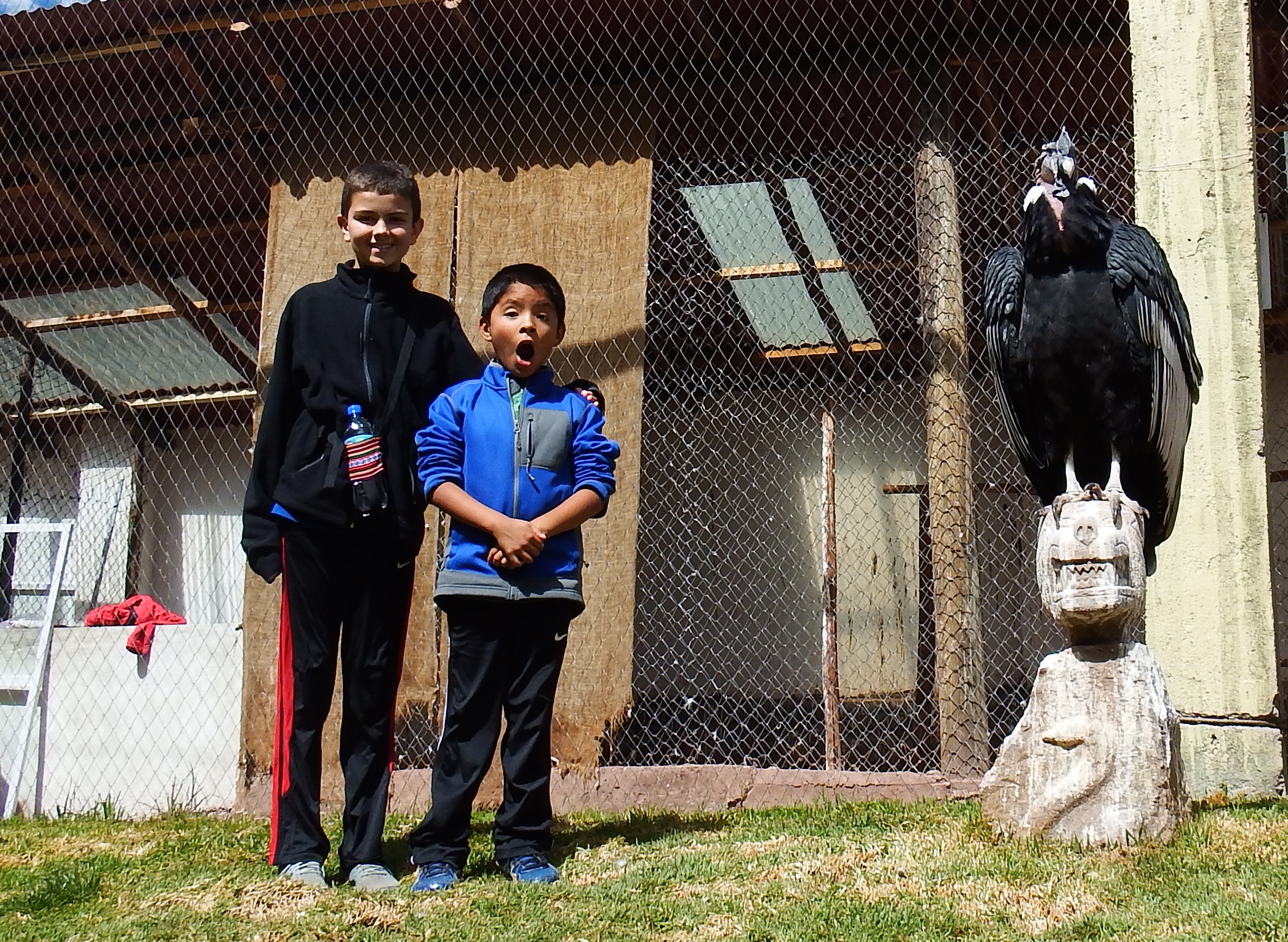 OK. All the other animals were in the wild but the Condors were in a sanctuary. You DID get to go in and walk around in the cage WITH them, though...!
