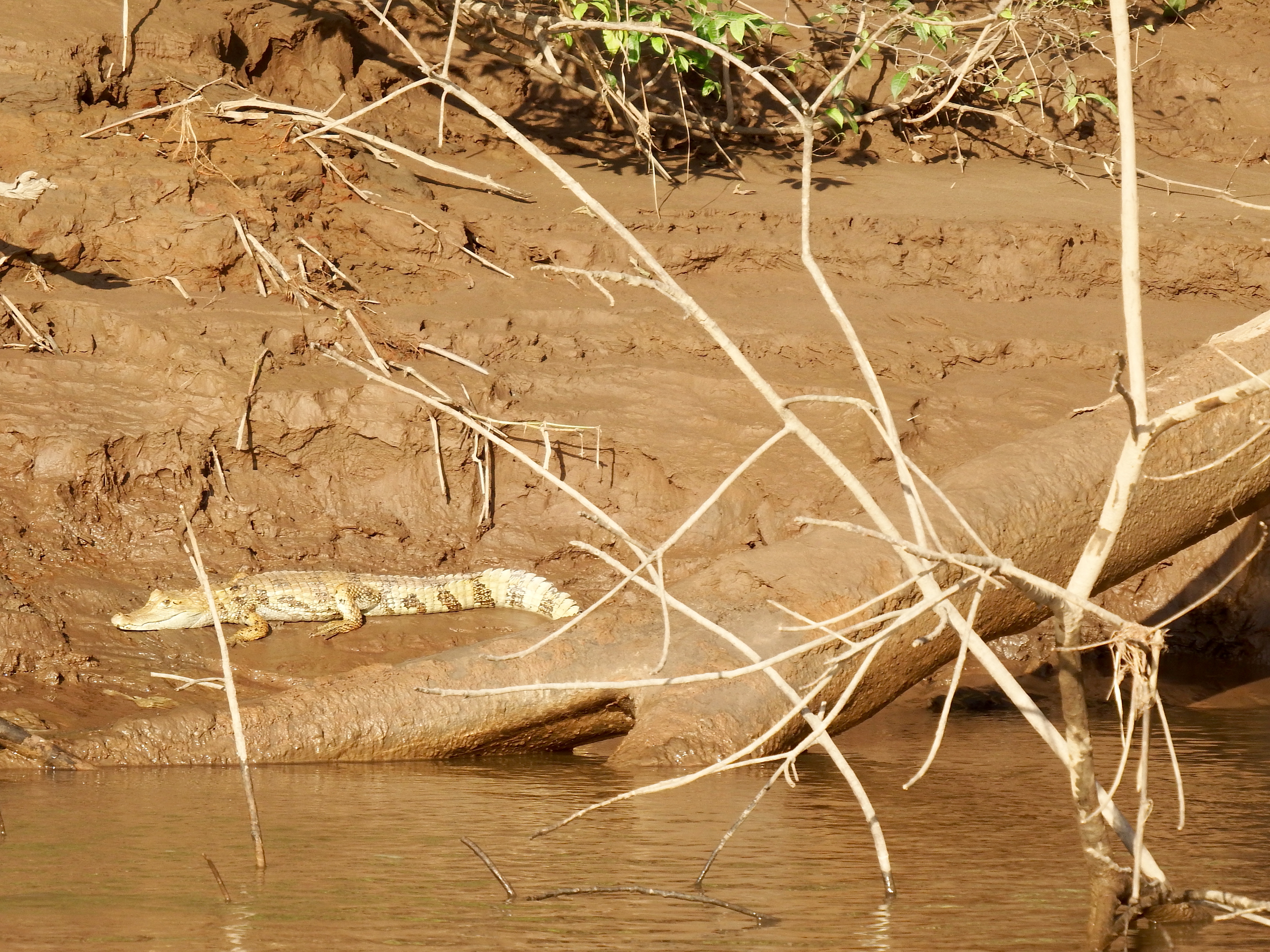 Caiman!