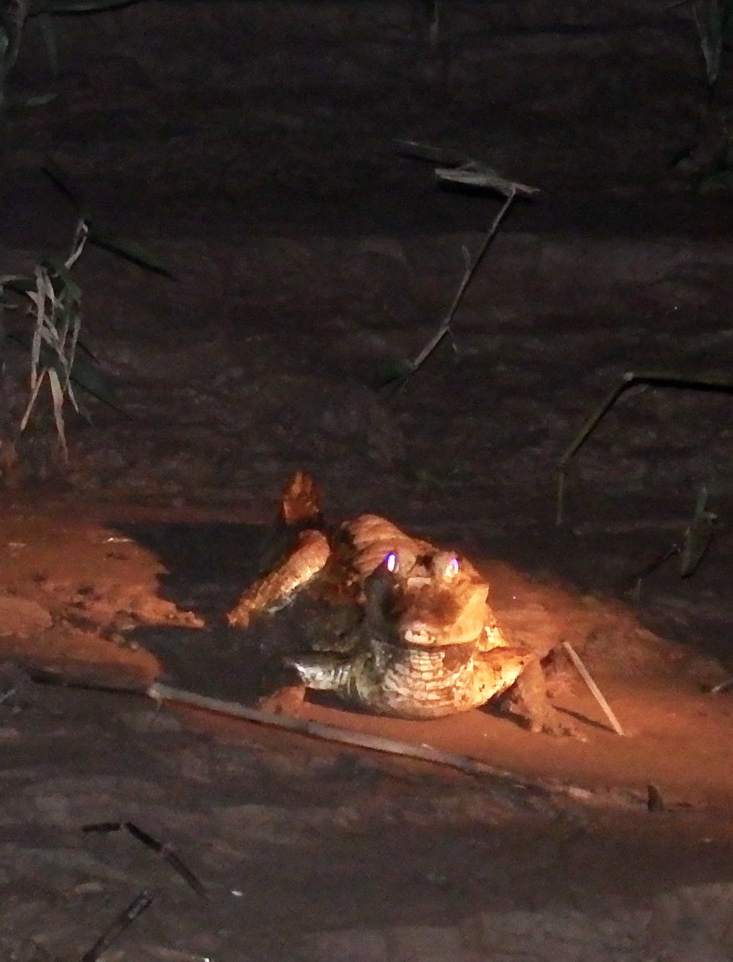 Caiman at night!