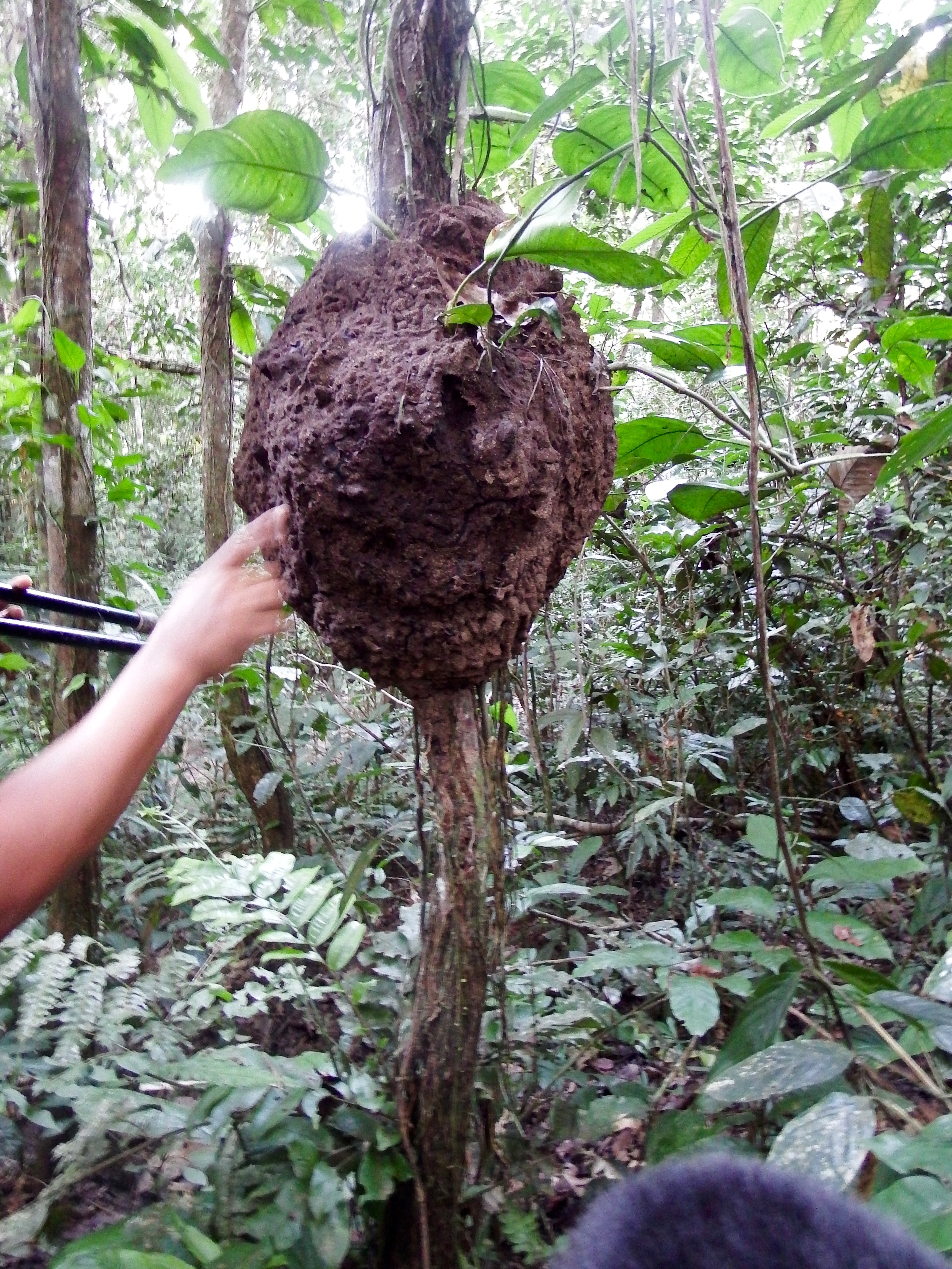 Termites. We see this nests even at our school but Saay taught us all about them. It was cool!
