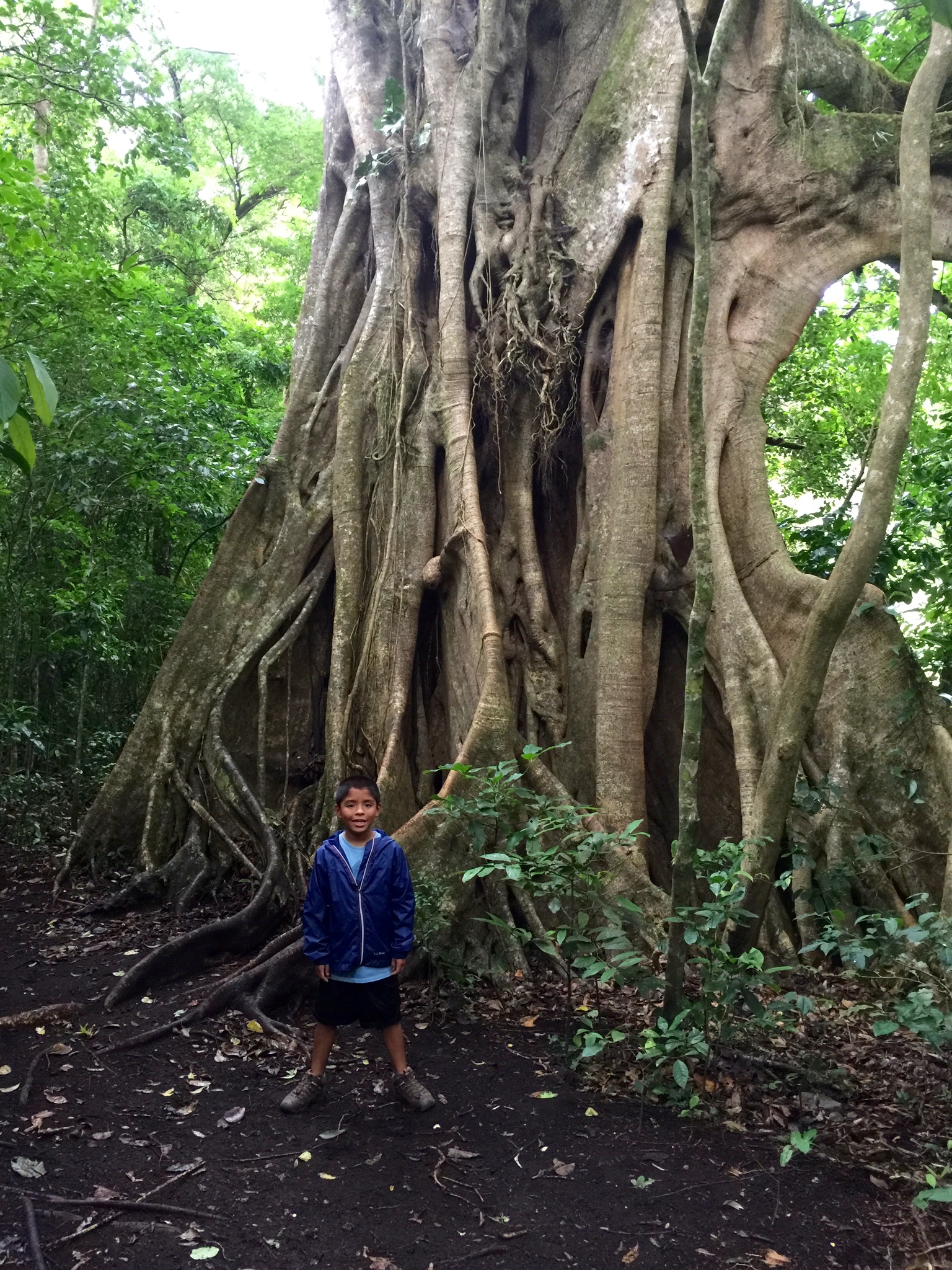 Hanging out by an evil Strangler Fig!