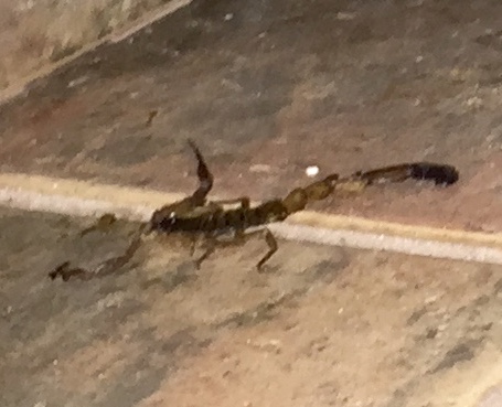 Die, Scorpion!  Die! (this one no longer has a head).