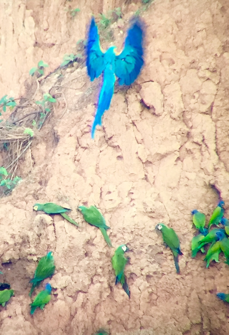 Blue and gold macaw at the clay lick