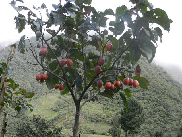 Tomatoes that grow on trees? What's next, Tree Cheezits?
